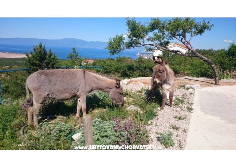 Villa Suzi – foto 4