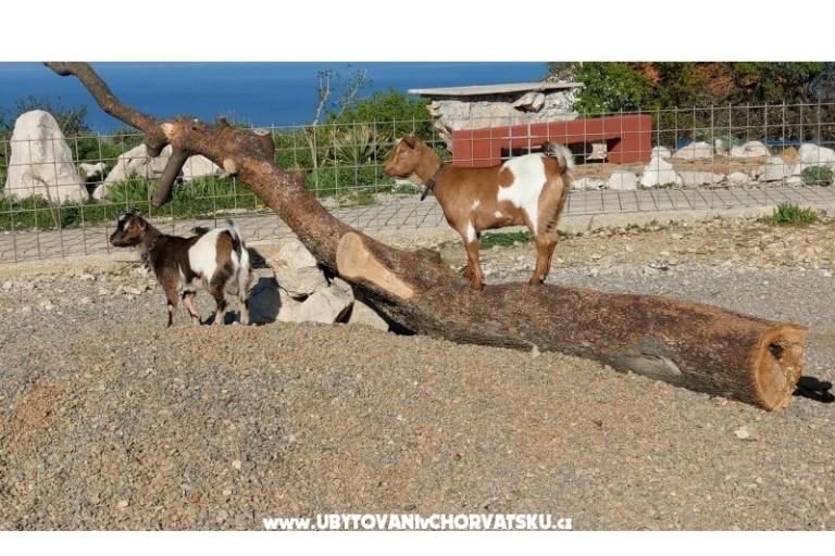 Villa Suzi – foto 6