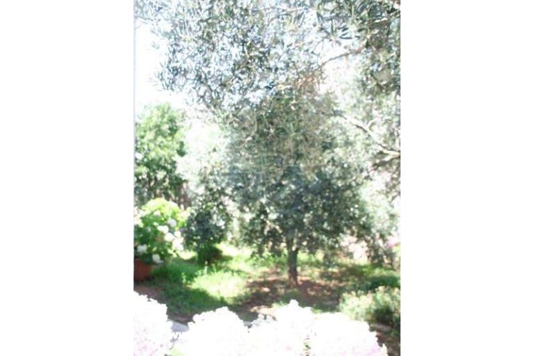 Apartmány Krk-Hydrangea – foto 10