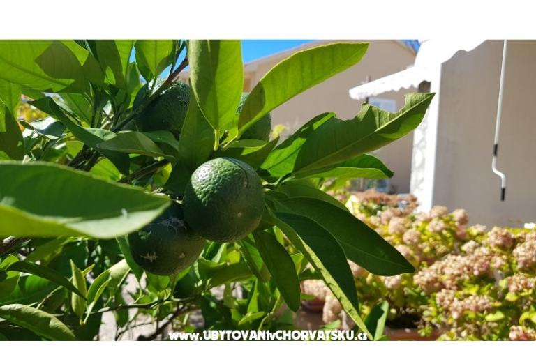 Apartmány Krk-Hydrangea – foto 6