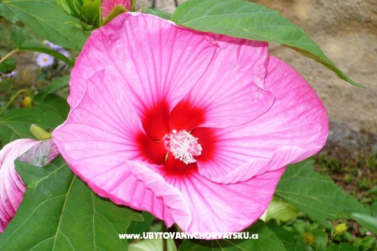 Apartmány Zana – foto 21