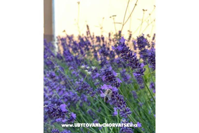 Dům k odpočinku Bepina – foto 22