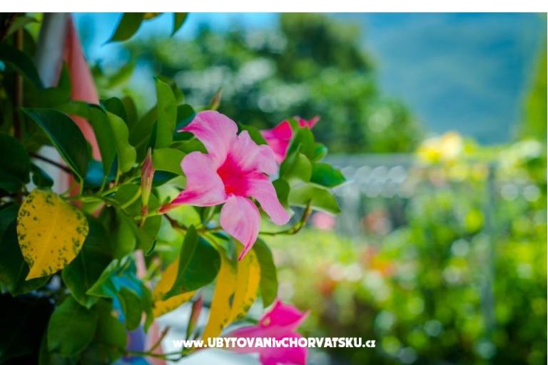 Apartmán Hrvoje – foto 12