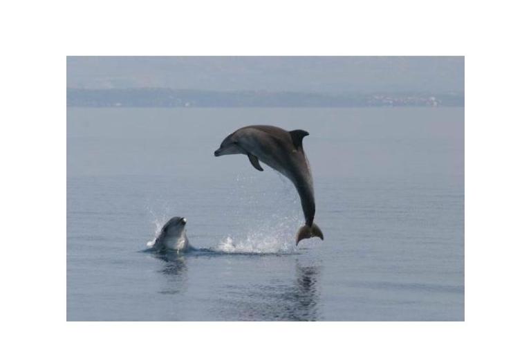 Apartmány Ola – foto 9