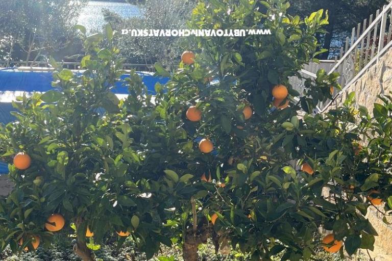 Stari Šime – foto 23