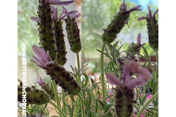 Aenona apartmani – foto 30