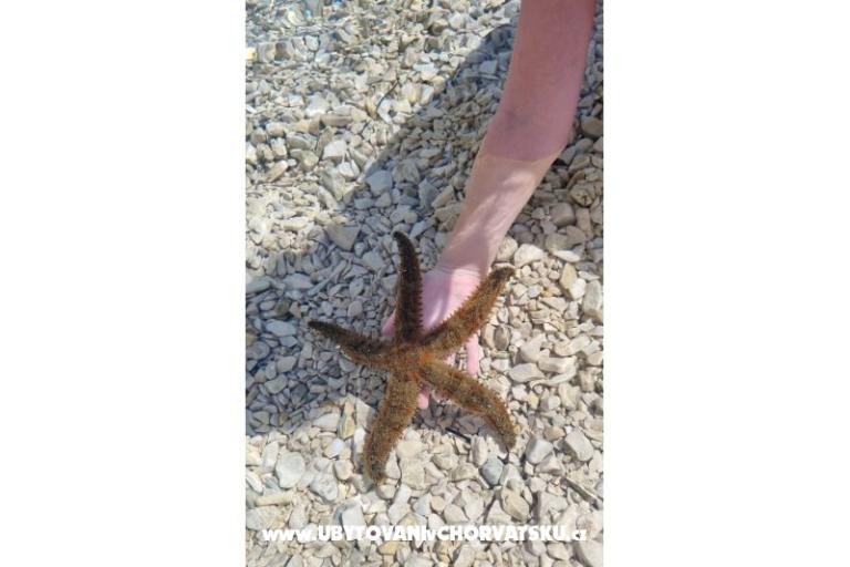 Apartmán MARKO  – foto 14