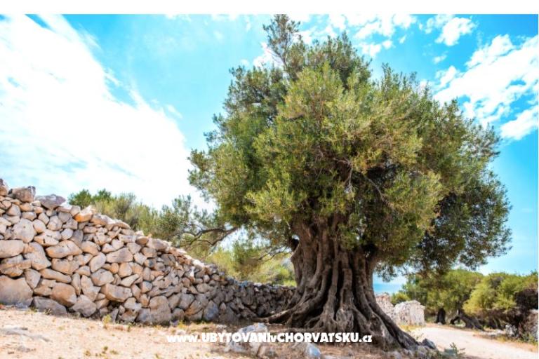 Apartmány Šegota – foto 11