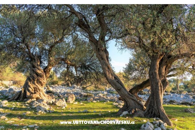 Apartmány Zeneral – foto 15