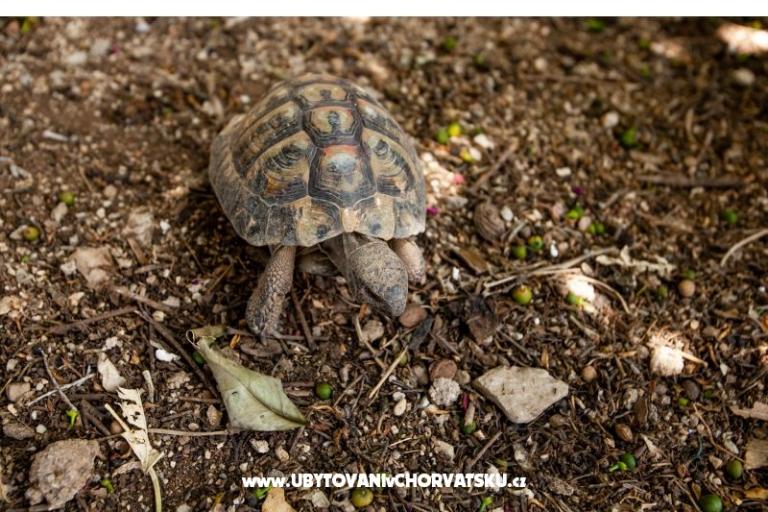 Apartmány Pavlović Duće – foto 8