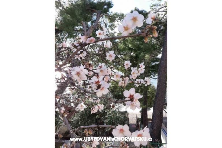 Vila ANI    – foto 18