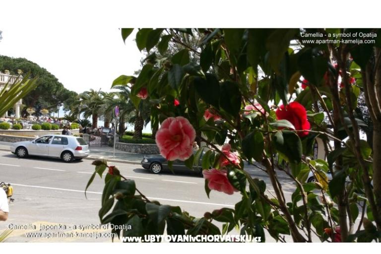 Apartmán Kamelija – foto 17