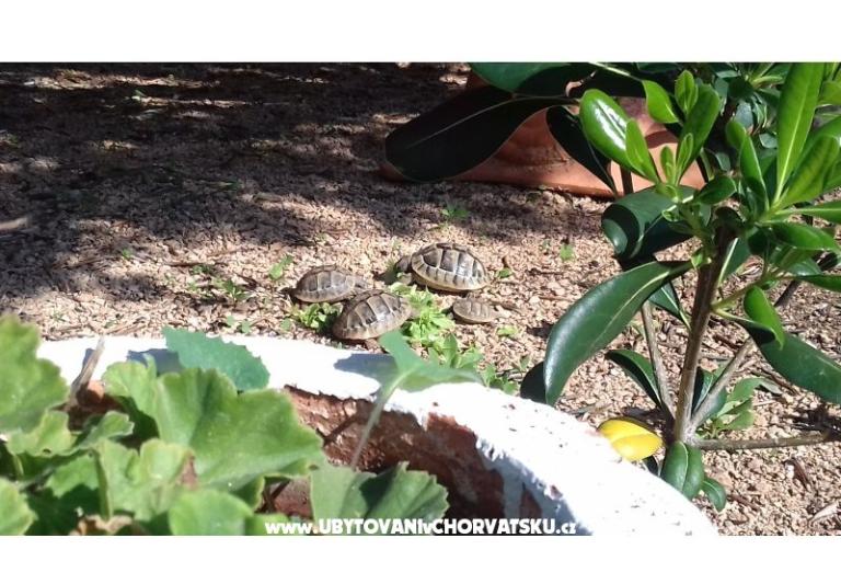 Apartmány Ita s bazenom – foto 7