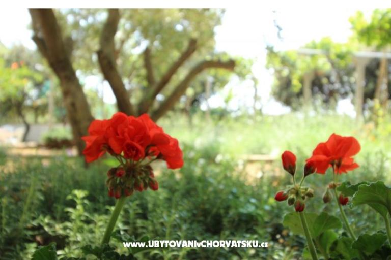 Apartmány Salvia island Pag Mandre – foto 11