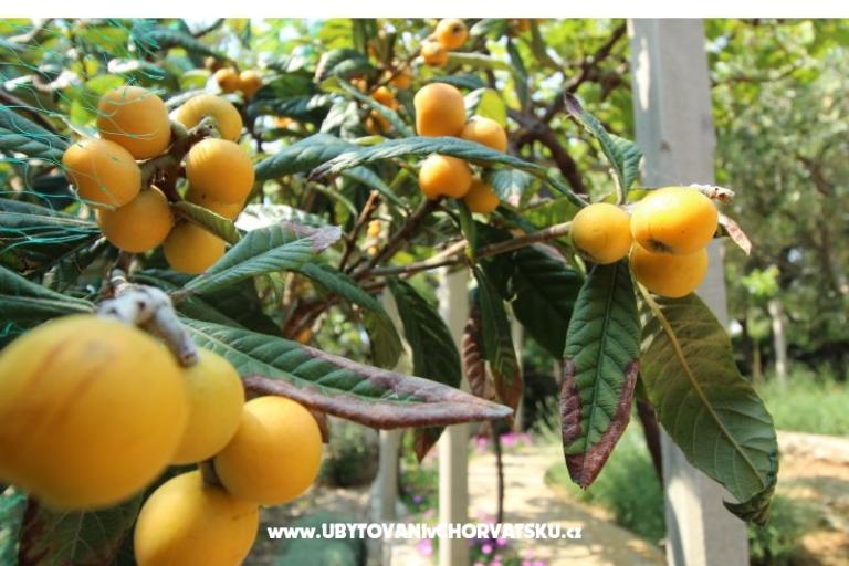 Apartmány Salvia island Pag Mandre – foto 7