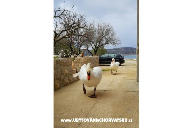 Apartmány Tomic – foto 4