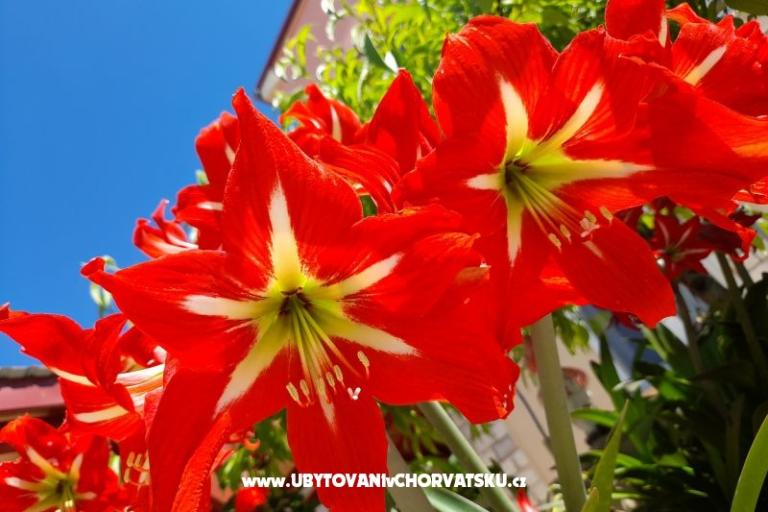 Apartmány Tomic – foto 7