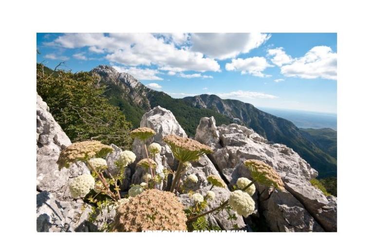 Apartmány Paklina – foto 7