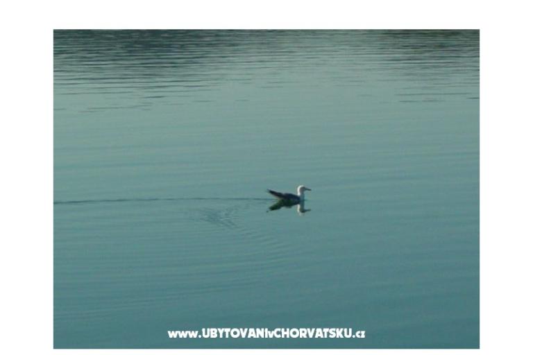 Apartmány Anka Šinkić – foto 15