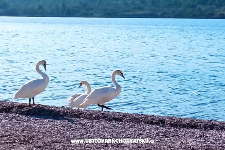 Apartmány Anka Šinkić – foto 19