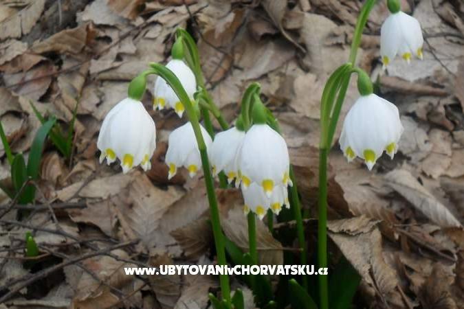 Apartmány Marija – foto 14