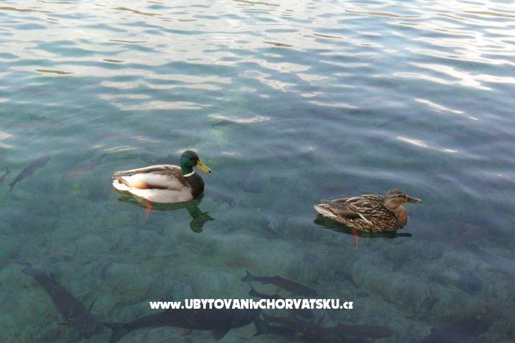 Apartmány Marija – foto 16