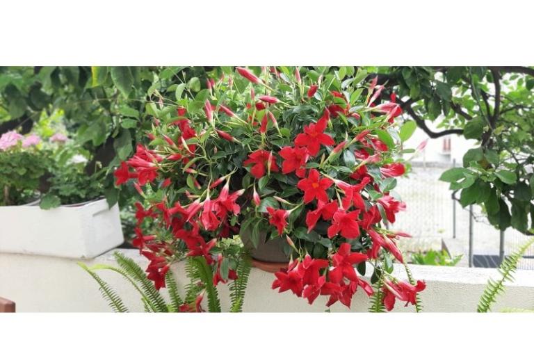 Apartmány Mila – foto 9