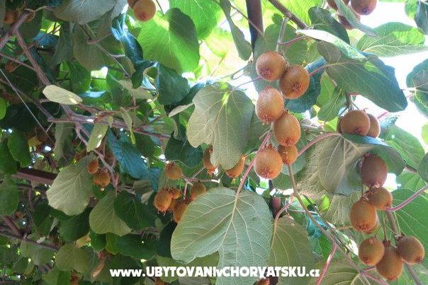 Apartmány Milanović  Poreč – foto 15