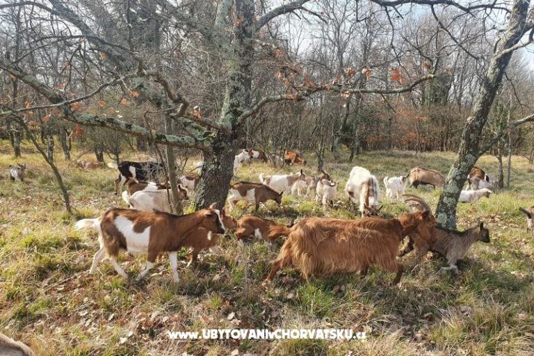 Apartmány Kero – foto 16