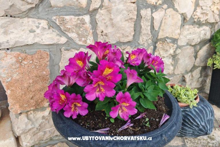 Apartmány Liljana Ledinko – foto 30