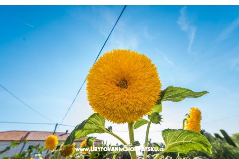 Apartmány Loznica – foto 14