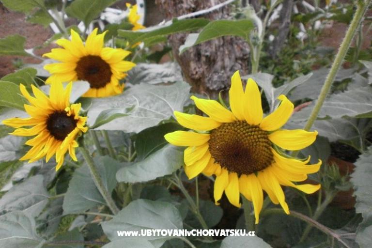 Apartmány Loznica – foto 15