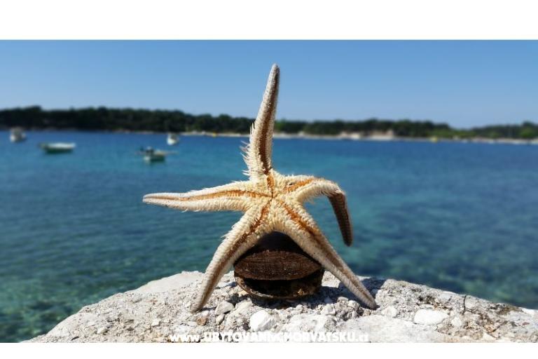 Apartmán Viktorija – foto 12