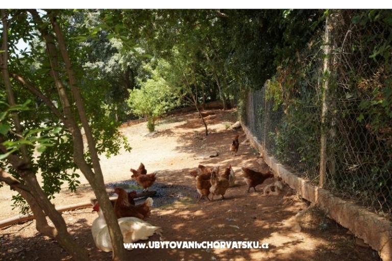 Dům Corina – foto 18