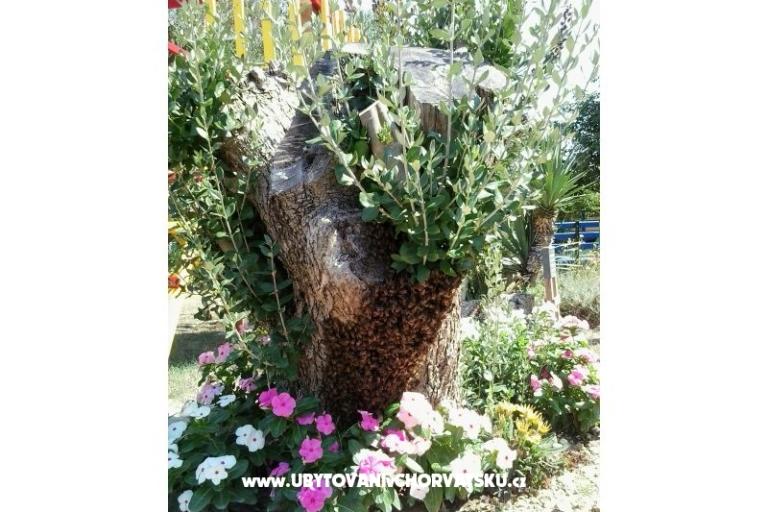 Apartmány- Villa Ilijic – foto 10