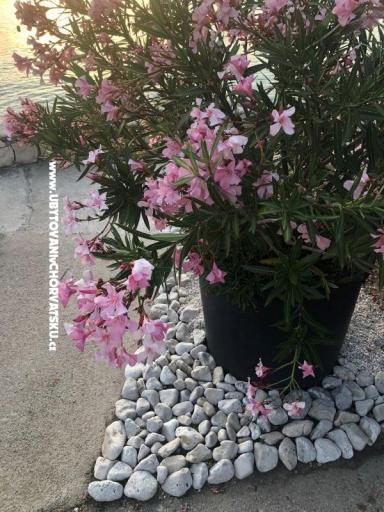 Apartmány Ruža – foto 28