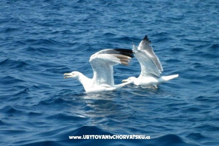 Apartmán Mendula – foto 12