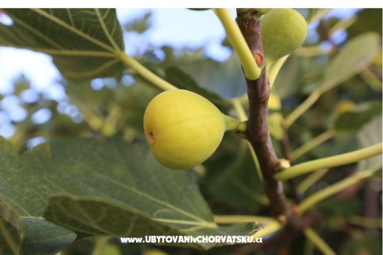 Vinka apartments DIREKT NA PLAŽI – foto 15