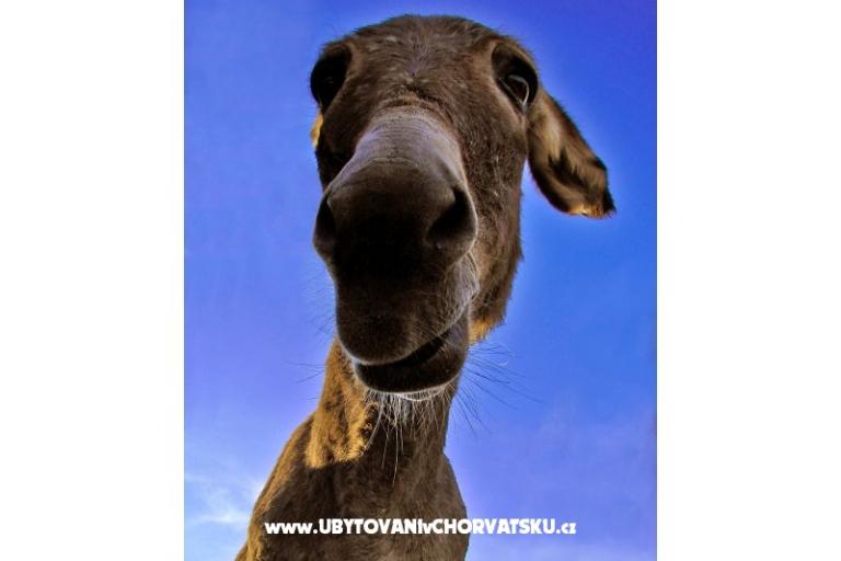 Apartmány Lavdara – foto 11