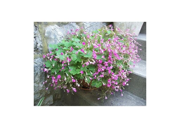 Apartmány POLAČA - Slano – foto 15