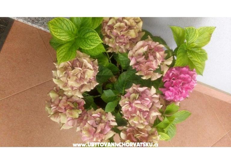 Apartmány Ira – foto 12