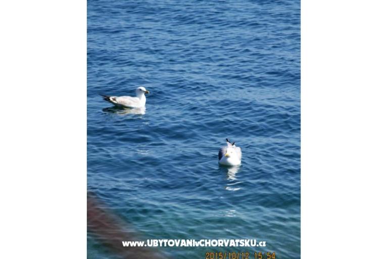 Colić Apartmány  – foto 16