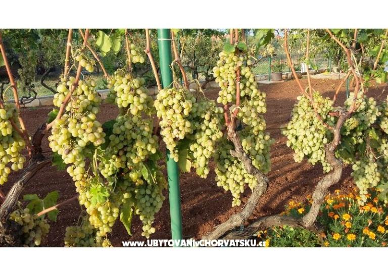 Colić Apartmány  – foto 3