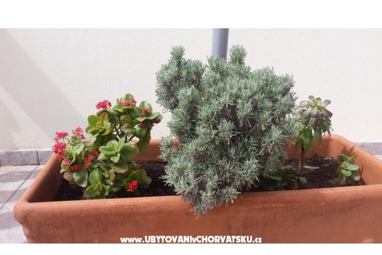 Apartmány Petranic – foto 8