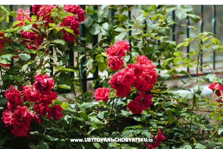 Apartmán Ankica – foto 15