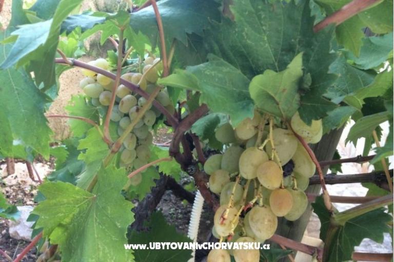 Apartmány Adria – foto 8