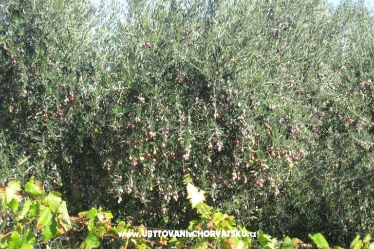 Apartmány Čorić – foto 11