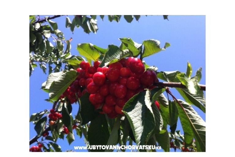 Vukman Apartmány – foto 6