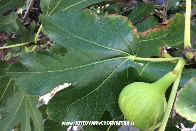 Apartmán Varija – foto 13