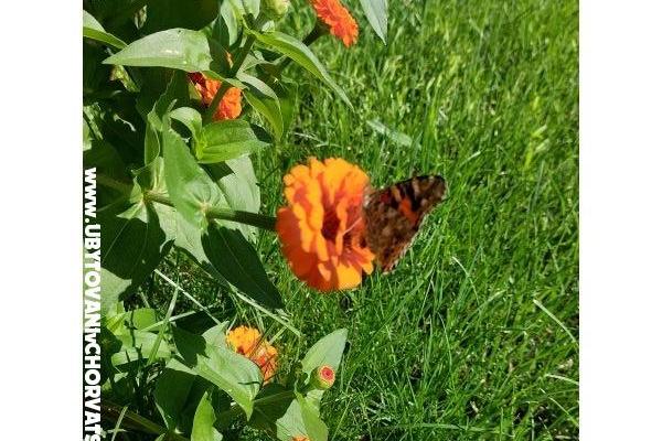 Apartmány Vesna - Dům Covic – foto 7